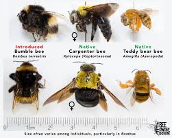 The hive can rebuild if do carpenter bees sting? Bumblebees