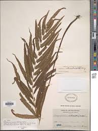 Image result for Amblovenatum