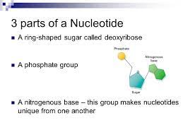 Nucleotides are the subunits of dna. 3 Parts Of A Nucleotide A Ring Shaped Sugar Called Deoxyribose Ppt Video Online Download