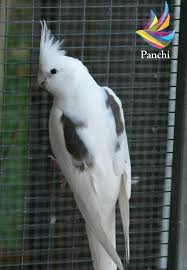 As seen in this video, i tried to record the sound of cockatiels (white faced cockatiel) in this room. Panchi Name White Faced Cockatiel Specialty White Faced Cockatiels Can Be Very Striking Standing Out Because They Lack Any Yellow Color And Have No Cheek Patches Description The White Faced Cockatiel Is One Of