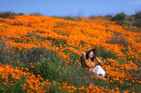 Lake elsinore is not the only area with wildflower blooms. Satellitenbilder Zeigen Gigantisches Naturschauspiel In Kalifornien Das Es Nur Alle 10 Jahre Gibt Business Insider