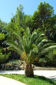 Image result for Arecaceae