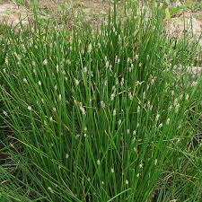 Image result for Eleocharis retroflexa