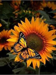 Superficial with a rotten soul. Cute Blue Butterfly Aesthetic Wallpapers Novocom Top