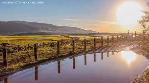 أقصى شمال فلسطين outdoor farmland vineyard