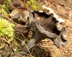 Image result for Craterellus fallax