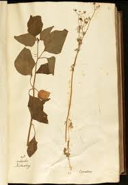 Image result for Trachyphrynium braunianum