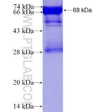 Murrelektronik retoma su serie de webinars y lo hace con el centrado en mvk fusion, un revolucionario bus de campo que. Mvk Fusion Protein Ag2865 Proteintech