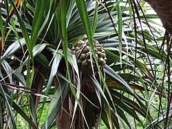 Image result for Pandanus chiliocarpus