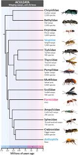 Image result for Xysmalobium sessile