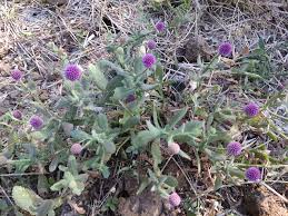 Image result for Sphaeranthus peduncularis
