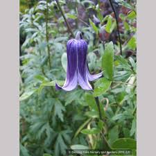 Image result for Clematis dolichopoda
