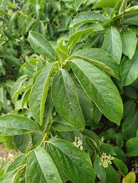 Image result for Ehretia