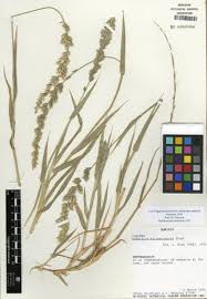 Image result for Schmidtia kalahariensis