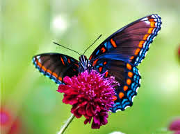 Rama however is not without flaws. Gambar Rama Rama Cantik Desainrumahid Com
