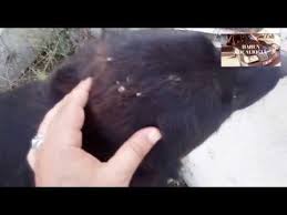 Kopeklerden Kene Nasil Cikartilir Youtube