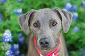 Pin By Dog Breeds On Blue Lacy Blue Lacy Dog Blue Lacy Dog Breeds
