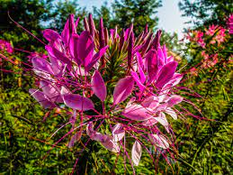 Free Images Tree Nature Branch Blossom Meadow Leaf Bloom Produce Botany Garden Pink Flora Wildflower Shrub Tentacles Spider Flower Flowering Plant Cleome Spinosa Spider Plant Standing Out Cleomaceae Spider Like Protruding