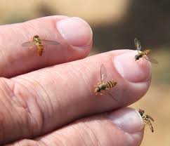 We did not find results for: Hover Flies Beneficial But Occasionally Annoying Sweat Bees Small Bees Mason Bees