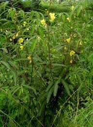 Image result for Chamaecrista mimosoides