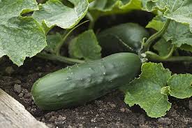 Maybe you would like to learn more about one of these? How To Use Epsom Salt For Cucumbers Balcony Garden Web