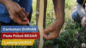 Teknik ini adalah teknik pembiakkan aseksual yang menentukan anak benih varieti atau klon durian yang dihasilkan adalah tulin. 11 09 Mb Cantuman Durian Pada Pokok Besar Teknik Tips Download Lagu Mp3 Gratis Mp3 Dragon