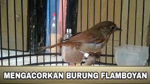 Suara burung flamboyan betina mp3 & mp4. Tips Gacorkan Burung Flamboyan Youtube