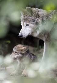 Anne Ile Bebek Kurt Animals Beautiful Animals Animals Wild