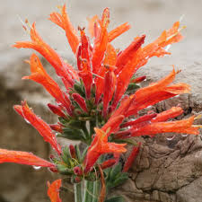 Image result for Dicliptera laxata