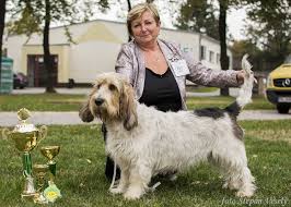 Image result for velký vendéeský hrubosrstý honič