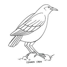 Click on any birds picture above to start coloring. Top 20 Free Printable Bird Coloring Pages Online