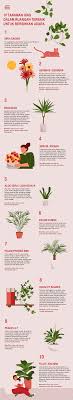 Air purifier adalah alat untuk menjernihkan udara di ruangan. 10 Tanaman Hias Pembersih Udara