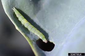 Caterpillars of a vast variety are found in nature. Caterpillars On Cole Crops In Home Gardens Umn Extension