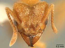 Image result for Anthericopsis