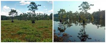 It is a free floating plant that does not attach to the soil, but instead remains buoyant on the surface of a body of water. Case Study Volumetric Approach To Managing Giant Salvinia Successful