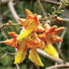 Flowers occur in narrow branching clusters at the end of. Shop 360 Garden Gmelina Arborea Gamhar Shivani Kumalaamaram Kumbil Timber Tree Seeds Pack Of 10 Seeds Amazon In Garden Outdoors