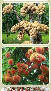 Adalah jenis buah yang bagian luarnya berwarna merah beberapa jenis buah buahan yang disebutkan dalam artikel ini telah dipelajari secara luas. Kumpulan Jenis Buah Buahan Original For Android Apk Download