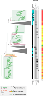 Transcriptome Proteome And Draft Genome Of Euglena Gracilis Bmc Biology Full Text