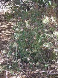 Image result for Galium stenophyllum