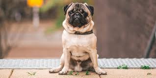 Il carlino è una razza di cane molto particolare. Cane Carlino Come Prendersene Cura Robinson Pet Blog