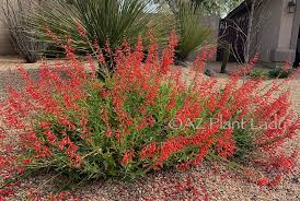 We did not find results for: Shrubs Archives Desert Gardening 101