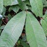 Image result for Gilbertiodendron dewevrei