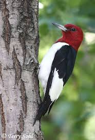 We did not find results for: Pin On Birding Life List