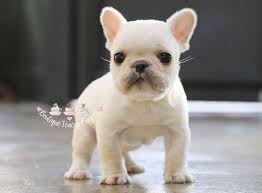 The french bulldog is an easygoing, affectionate, and playful dog that loves their family and gets along well with children. French Bulldog Price