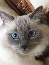 To be an advocate for the horse and to positively affect. Tacoma Cat Hospital 1035 Regents Blvd Fircrest Wa Veterinarians Mapquest