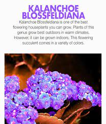 Pin By Vasu Chittoor Ap Speedzonecate On Vasu Chittoor Quote Flowering Succulents Kalanchoe Blossfeldiana Growing Indoors