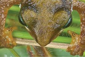 Image result for Loudetia kagerensis