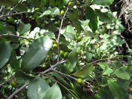 Image result for Diospyros abyssinica