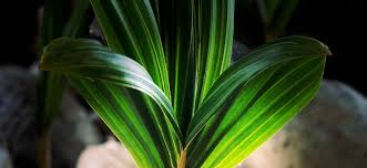 Order plumeria bouquets for your wedding in honolulu. Hawaiian Plumeria Cuttings Plants For Sale From The Source Best Hawaiian Plants From Kanoa Hawaii