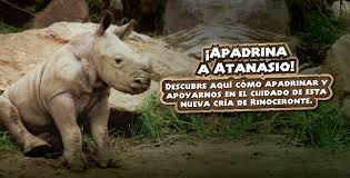 Buin zoo 6 дней назад. Buinzoo Bienvenido Atanasio